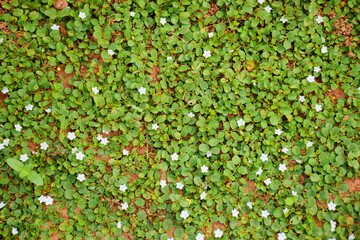 Ground cover weed in nature texture background