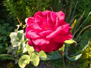 Fototapeta premium Rose solitaire sur un rosier magnifique ouverte