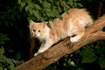 Fototapeta na wymiar yellow cat on the tree