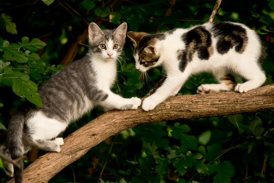 Two Cute Feral Kittens Playing In A Tree