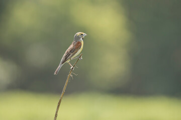 Dickcissel bird on a branch