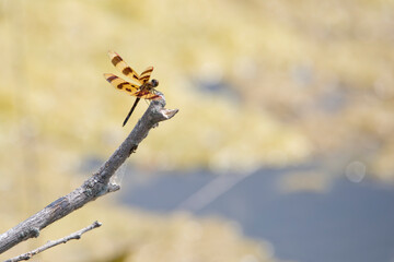 Halloween pennant dragonfly on stick