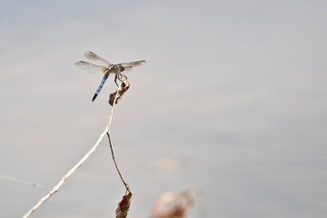 Dragonfly on stick over water