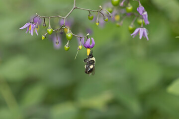 bumblebee on a purple nightshade flower