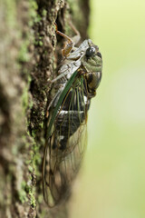 Cicada climbing up tree closeup