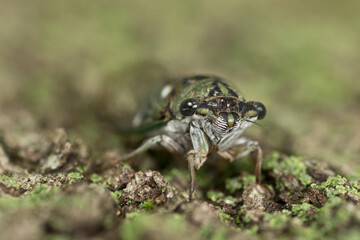 Macro of the face of a cicada