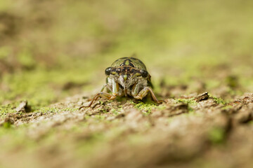 Closeup of a cicada insect climbing up a tree