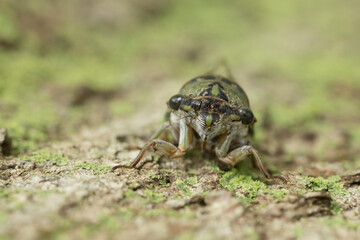 Cicada on tree bark closeup