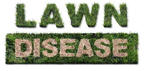 Lawn disease symbol as grub damage as chinch larva damaging grass roots causing a brown patch and...