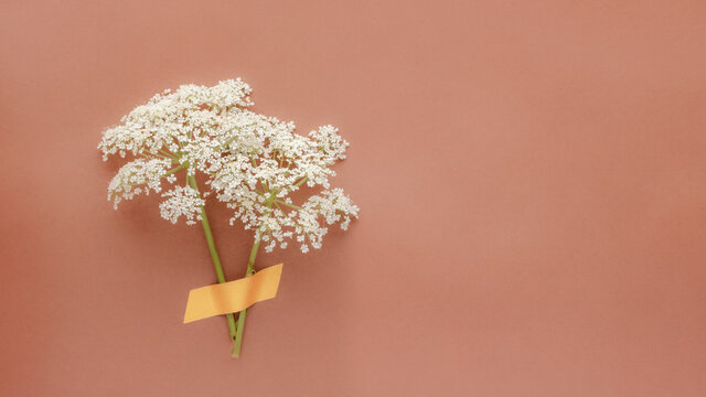 Aegopodium podagraria or ground elder on terracotta background