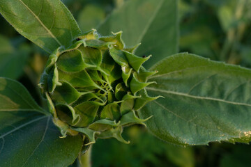 The green bud of a sunflower prepares to open at dawn in summer; close-up