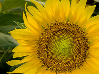 Sunflower closeup