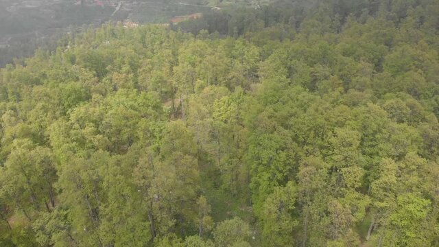 Drone footage flying over the trees in El Qammouaa Forest, Akkar Lebanon