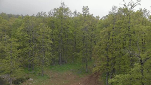 Drone flying upward between the trees in El Qammouaa Forest, Akkar Lebanon