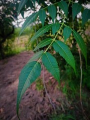 Picture of the neem leaves