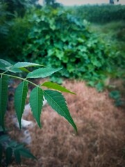 Neem leaves