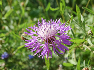 Purple meadow cornflower on blurred summer background