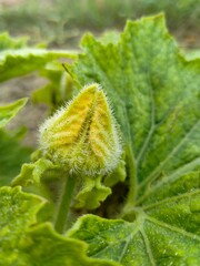 Picture of the closed  yellow flower