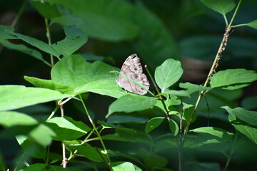 moth on a flower