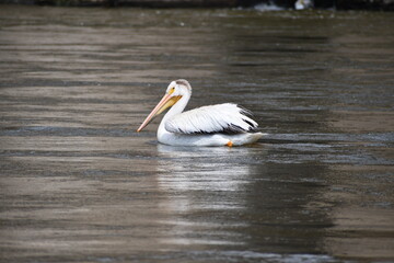 pelican on the water