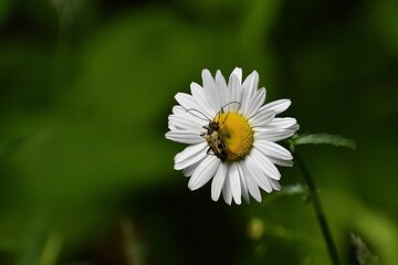 Beetle on a Daisy