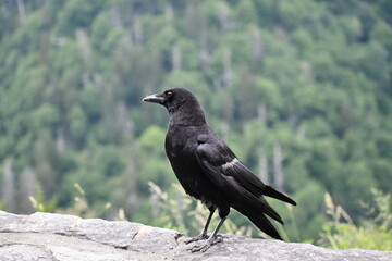 crow on the ground