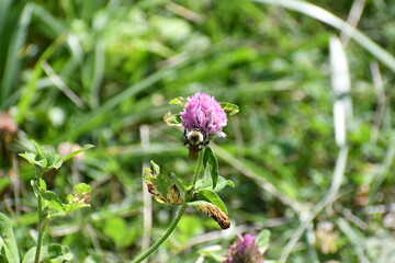 Worker Bee on a Flower