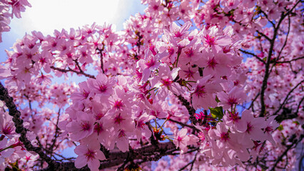 Sakura blossoms under the sunlight