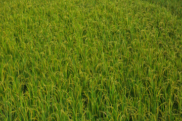 Beautiful green paddy-field of Thailand