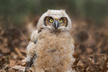 Great Horned Owl