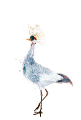 Watercolor grey crowned crane