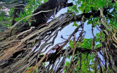 Old growth banyan tree in rural village 