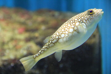 泳ぐコモンフグ © misumaru51shingo