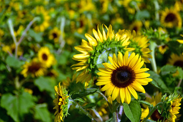 明石海峡公園のひまわり畑