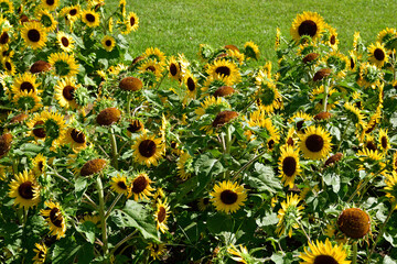 明石海峡公園のひまわり畑