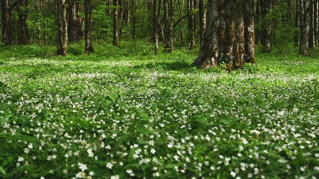 上高地徳沢のニリンソウ群生地(Soft windflower)