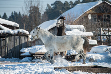 Spring horse games in the yard of a peasant's house
