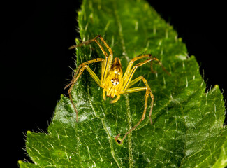 Spider hexagon eyes on green leaf
