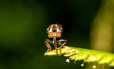 Fly Robber fly Long legged Fly