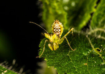 Grasshopper on green leaves