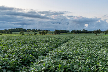 Fototapeta na wymiar A field of soybeans with storm clouds in the background.