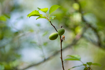 green apricots on a tree