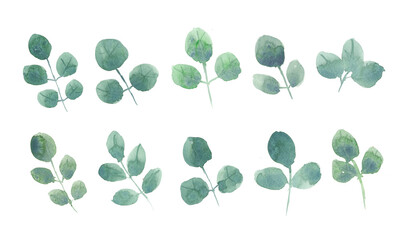 Set of green rose leaves on white background, watercolor hand paint