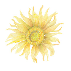 Watercolor hand drawn of yellow sunflower on white background