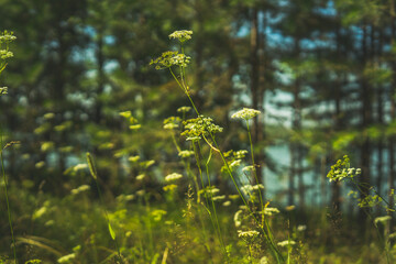 Beautiful grass on the background of the forest