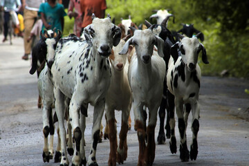 GROUP OF INDIAN GOAT IN FOREST STREET