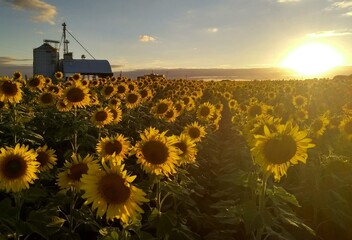 sunflower field in the sunset