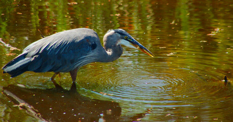 Heron in Pond