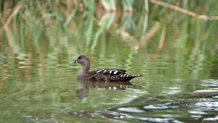 African black duck (Anas sparsa) swimming in a pond at the Rietvlei Nature Reserve, Pretoria, South Africa