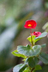 red wax begonia or bedding begonia, closeup of an ornamental flower in the garden